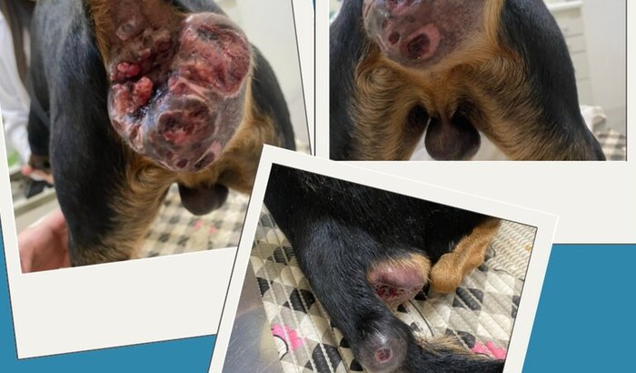 🆘 URGENTE – AJUDE NA CIRURGIA DO NOSSO AMIGUINHO DE QUATRO PATAS! 🐶❤️