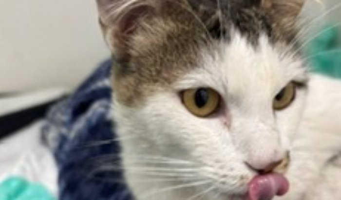 Cirurgia do gatinho mingau