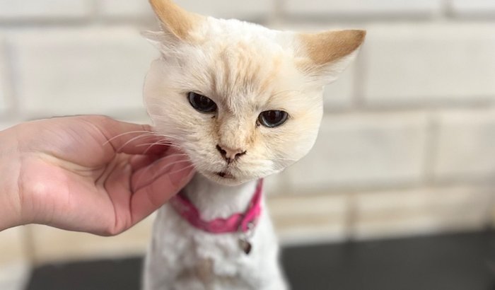 Dê mais uma vida a pérola