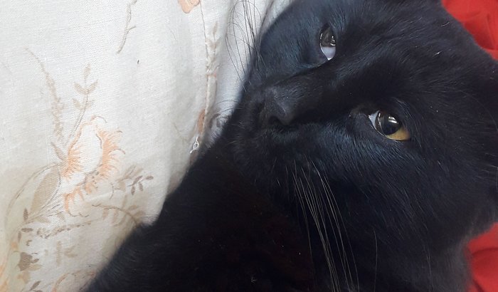 Ajudem o" neném "Pretinho