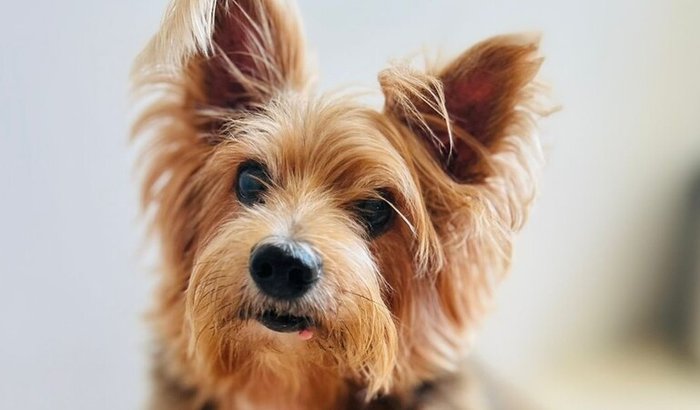 Ajude no tratamento do Dudu 💙