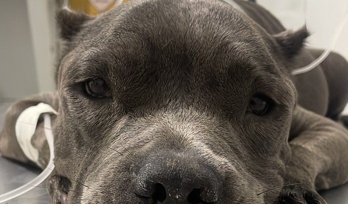 Tratamento do cancer Mastocitoma de Nala