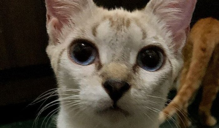 Ajudar na cirurgia da minha gatinha