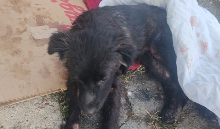 Cirurgia Doguinha abandonada