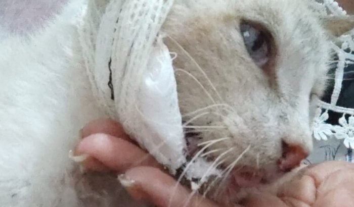 Cirurgia do gatinho Rex