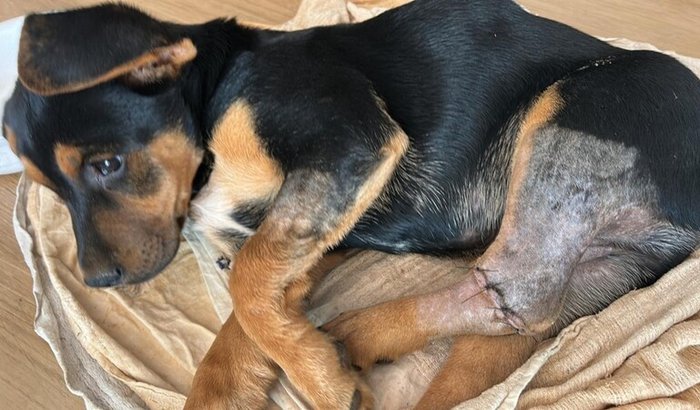 Doguinho atropelado precisa cirurgia URGENTE