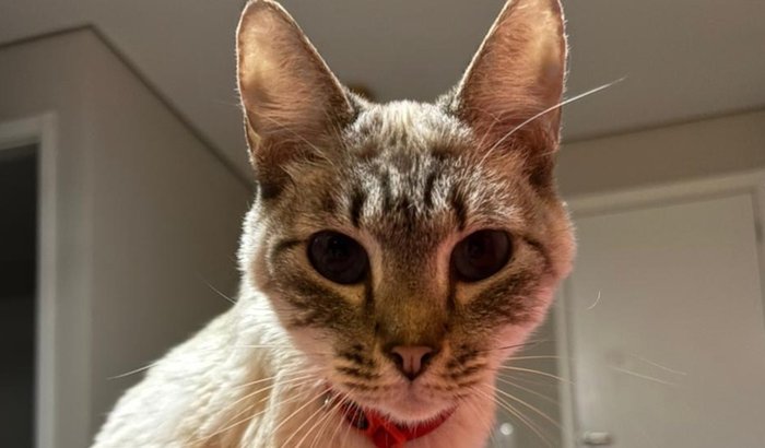 Frederico contra PIF