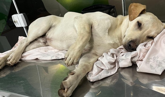 Resgate do Tatu Valente