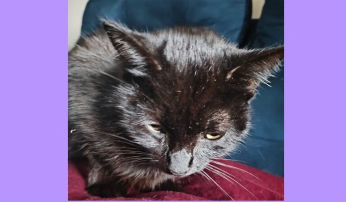 Ajuda para os custos do tratamento da Lucy com FeLV e Anemia Severa