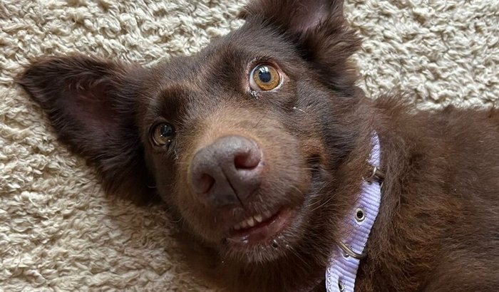 AJUDE A REALIZAR OS EXAMES DA OSTRA!!!