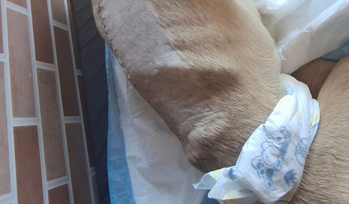 Recuperação do Sansão