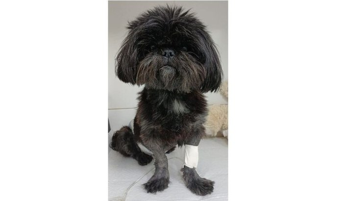 Cookinho Vivo - Despesas cirurgia e pós cirurgia!