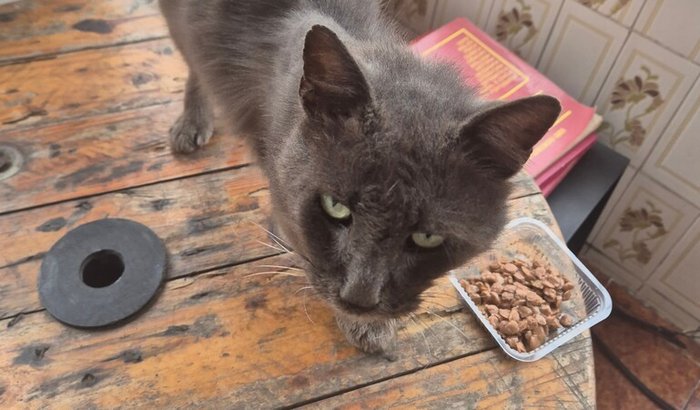 Vamos ajudar o Fumaça 😻