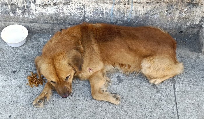 Campanha Solidária Cirurgia Pet Príncipe