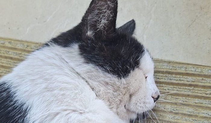 Cirurgia da coluna do Bolacha