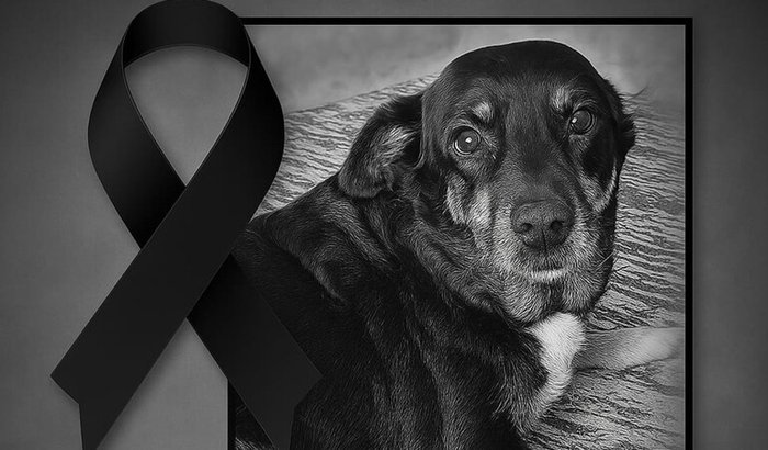 Ajude com as Despesas da Lupita 💔