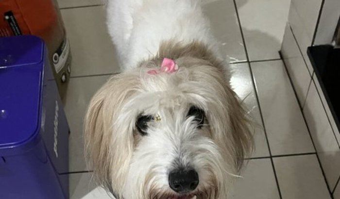 ajude a Sarah a lutar pela vida!🐾💔