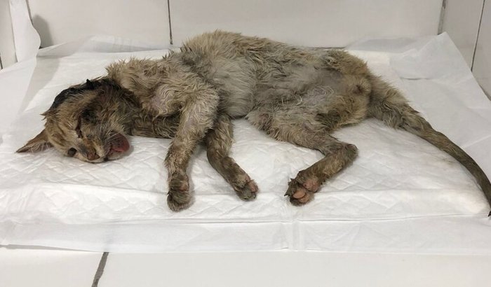 Ajude um gatinho resgatado da rua