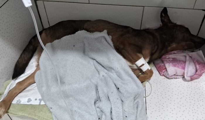 Ajudar cachorro atropelado na rua sofrendo muito