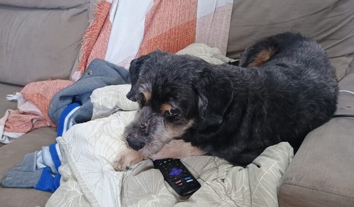 Ajuda para o Leão 🐶