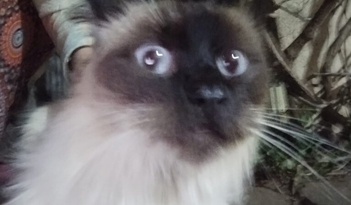 URGENTE – Gato precisa de ajuda!