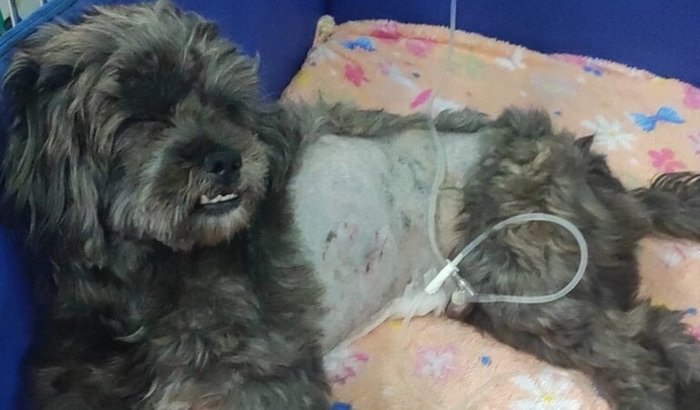 Ajuda para cirurgia do Dom