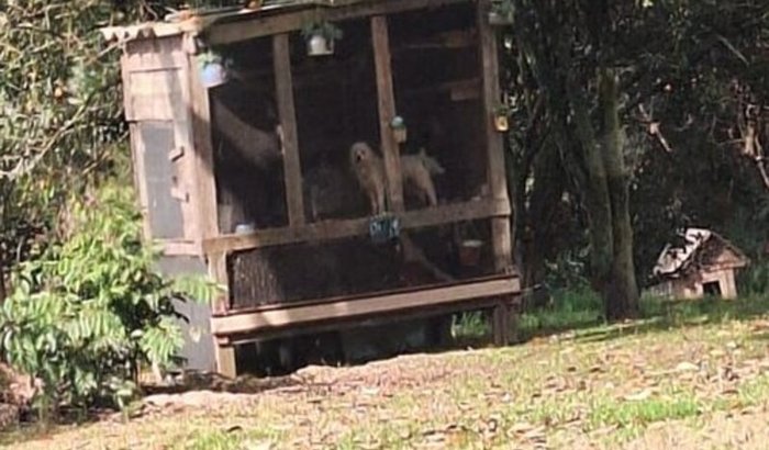 Construção canil caso denúncia