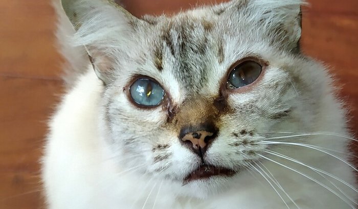 Cirurgia do olho da Nenis