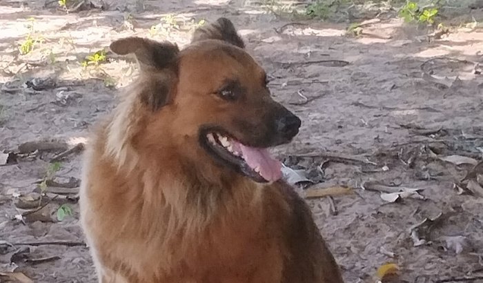 Ajude o tratamento do Floki