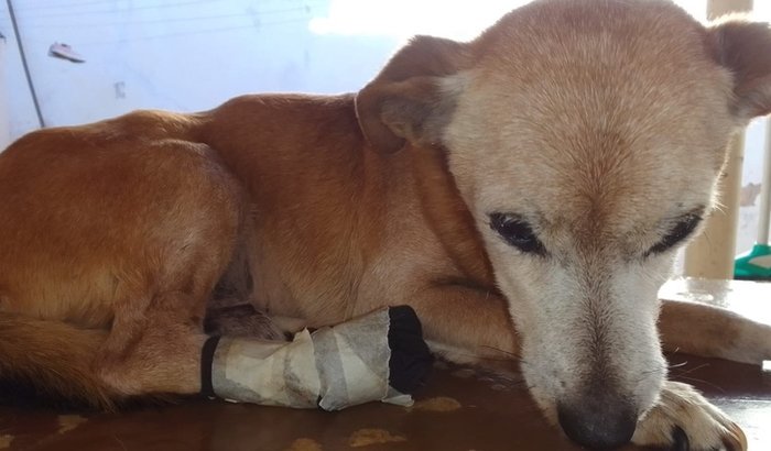 Ajude o Spike a sobreviver 🙏🐾