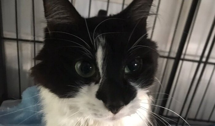 Ajude a salvar a vida da gatinha que sofreu maus tratos