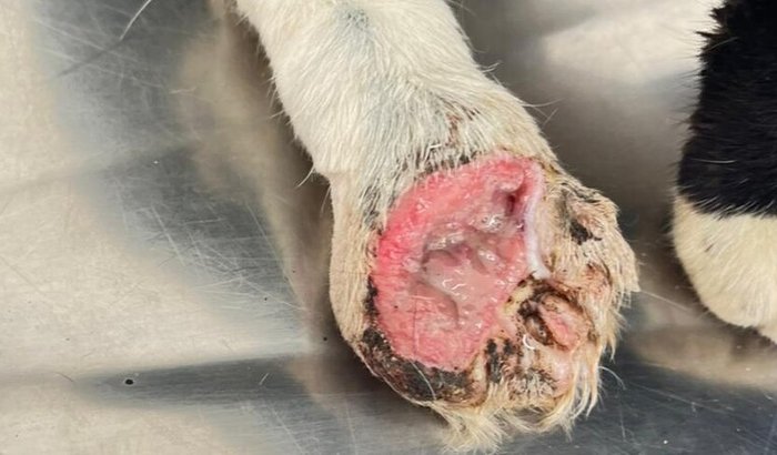 Gatinho - Amputação da Pata e Medicação