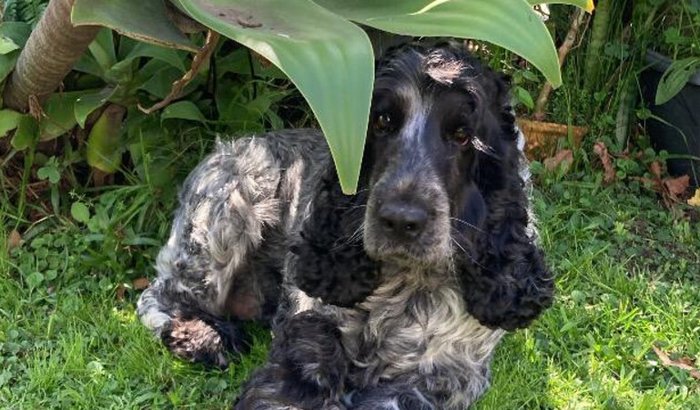 Leilão solidário pelo Nelsinho