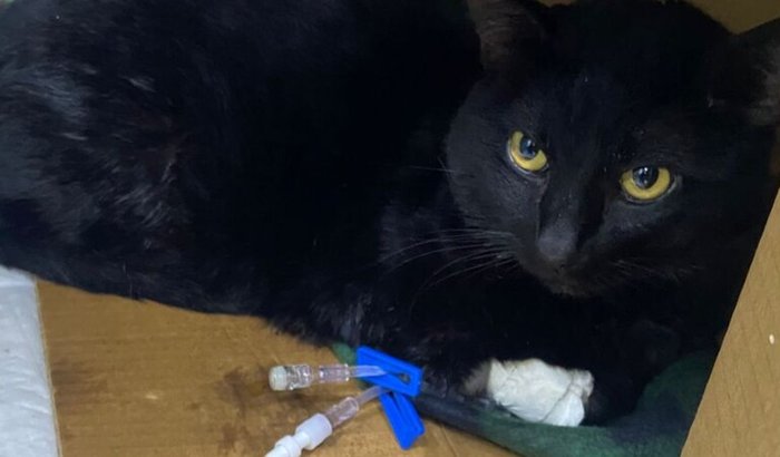 🐾 Ajude o gatinho Jake 🖤