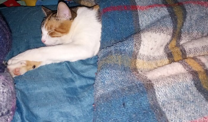 Custear tratamento da Mili