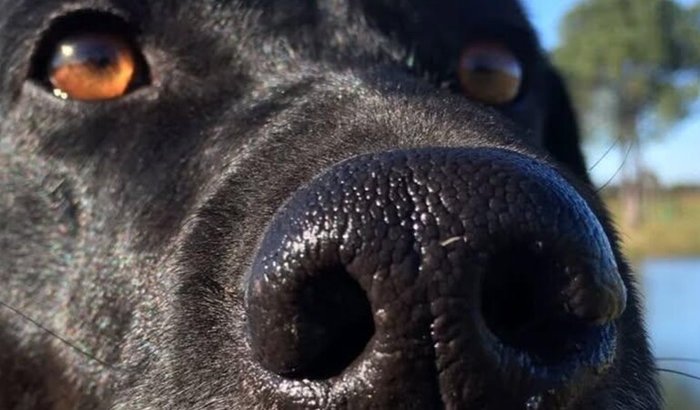 Ajude a Cachorrinha ( FIA )