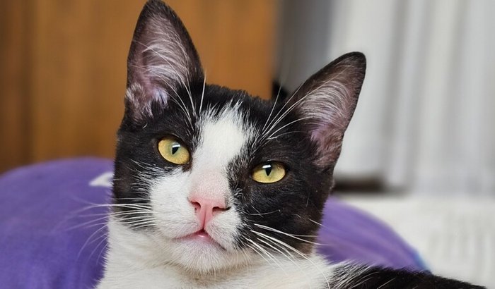 Cirurgia do Pedrinho