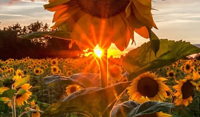 Ajude a Mônica a voltar a andar e a viver sem dor