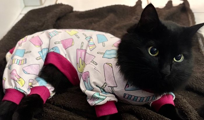 Ajude a cirurgia de coluna da Zoe