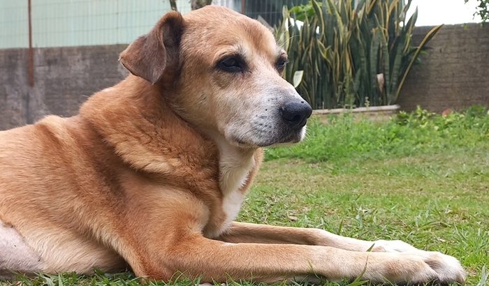 🐶 Ajude o Spike a Viver com Qualidade!