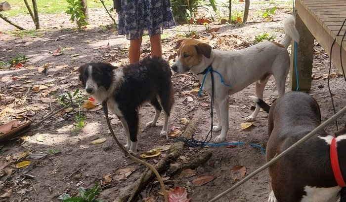 Bichinhos em Segurança