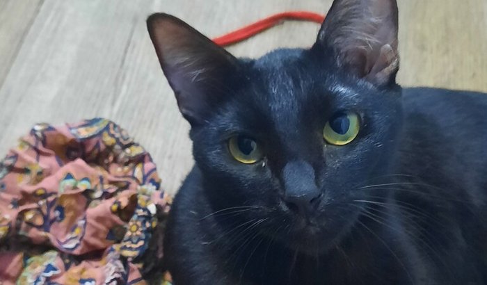 Internação do gatinho Genji