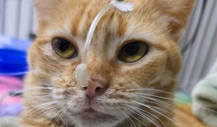 Ajude a gatinha Norma Dinha