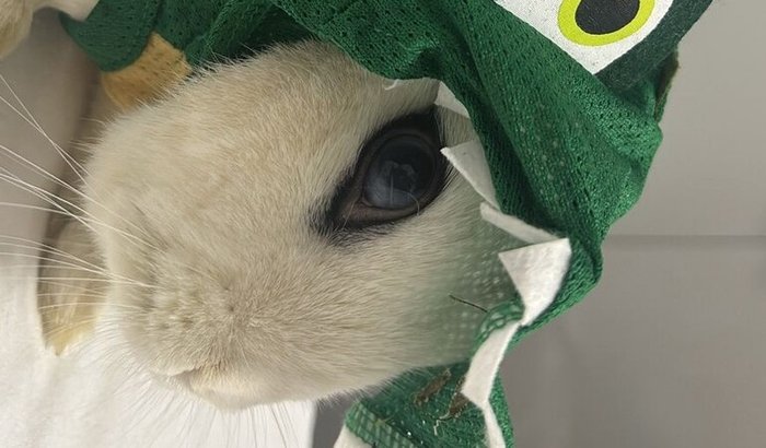 Ajuda para pagar os exames do meu coelho