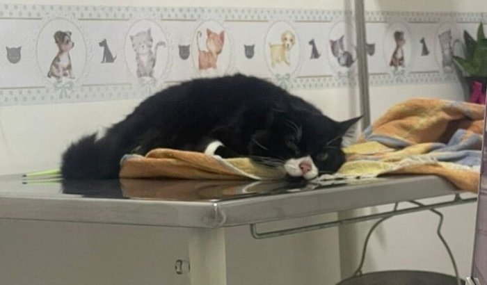 Ajude Zeus a se recuperar!