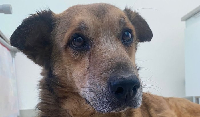 Ajude um cãozinho resgatado a ter uma nova vida!