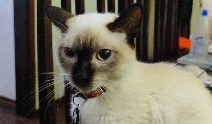 Vaquinha para salvar a Maria