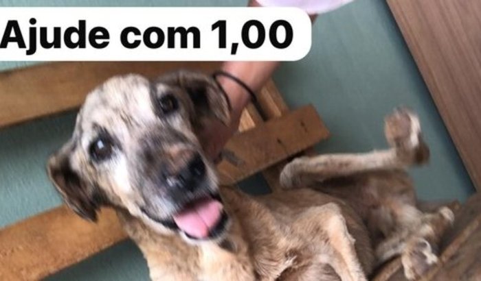 Ajude a Francisca Andreia a salvar animais de rua em Picos-PI