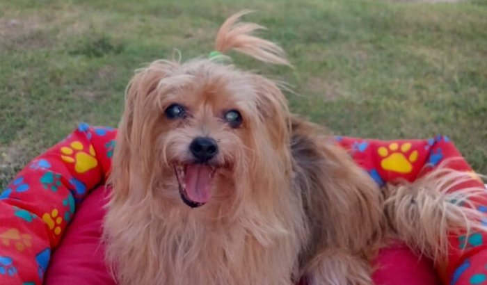 🐶💛 Ajude a Larinha a vencer uma neoplasia hepática