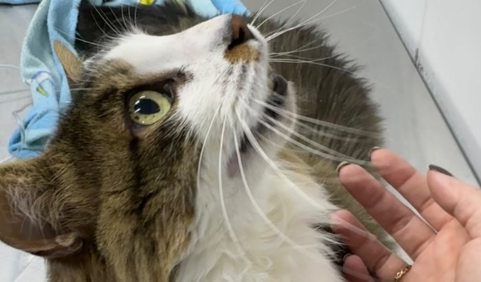 🐾 Ajude o Fred a Voltar a Andar! 🐾